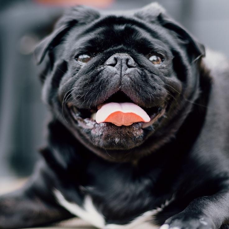 Portrait of Mika Rowan, group coordinator and fusion cooking expert